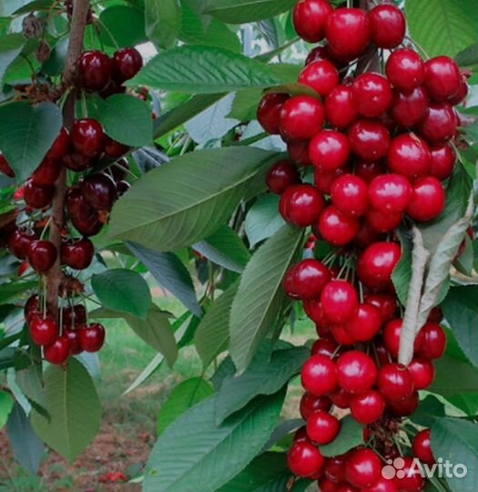 Черешня колоновидная