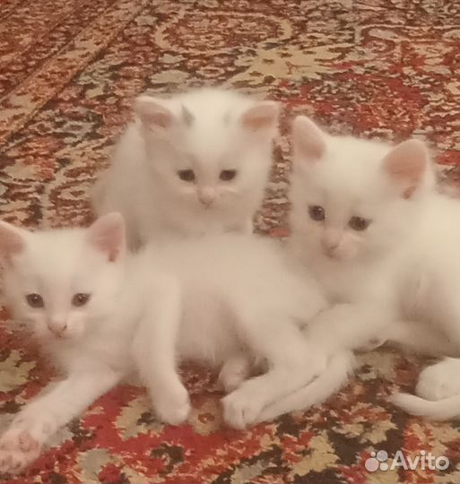 Котята турецкой ангоры