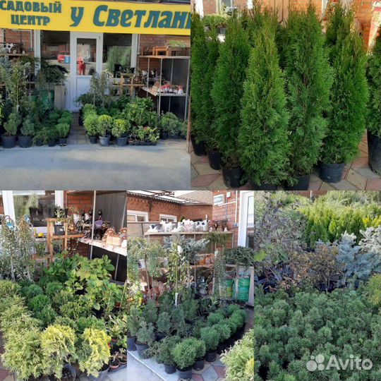 Декоративные растения