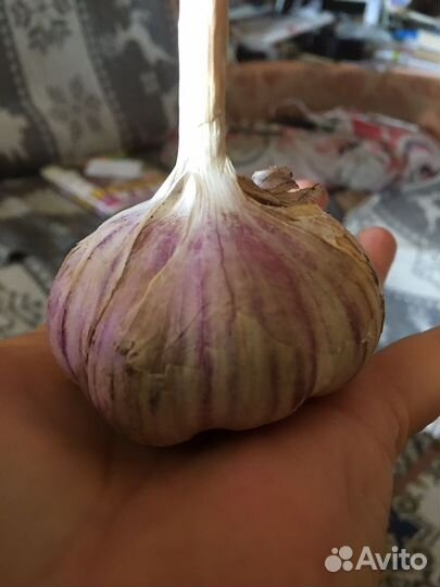 Домашние заготовки из ягод, чеснок,капуста свежая