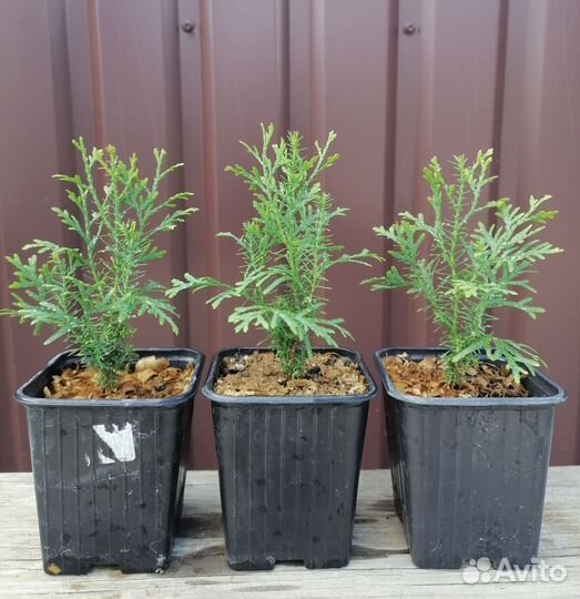 Туя западная колумна