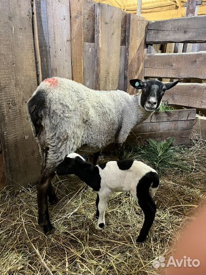 Баранчики Дорпер