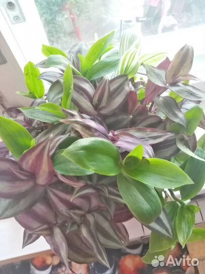 Традесканция, каллизия