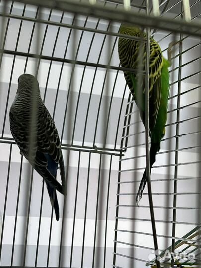 Волнистый попугай пара