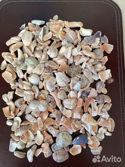 Ракушки для аквариума/декора/поделок