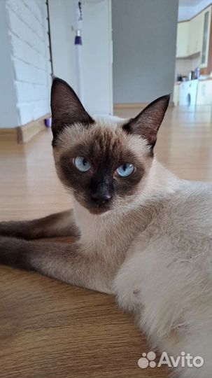 Породистые котята (азиатская дымчатая)