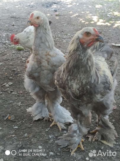 Куры и петухи брама
