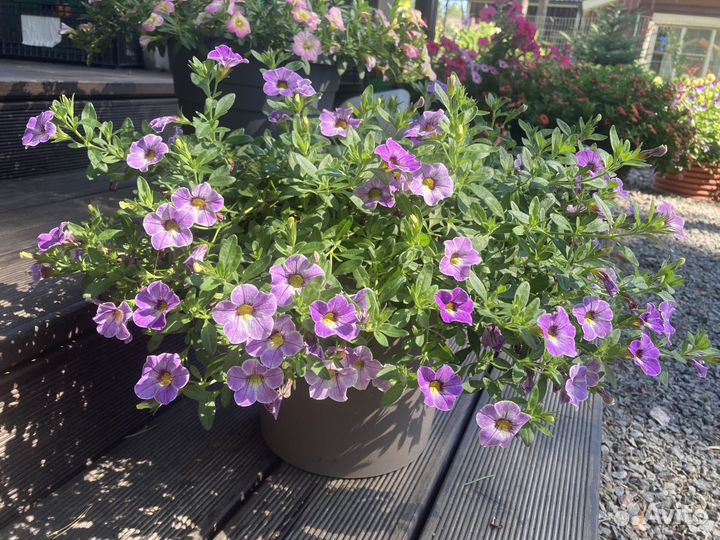 Кашпо с Калибрахоа