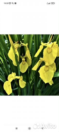 Многолетники