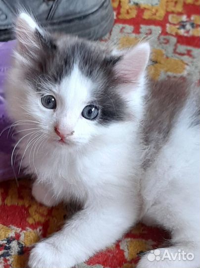 Отдам котенка в добрые руки