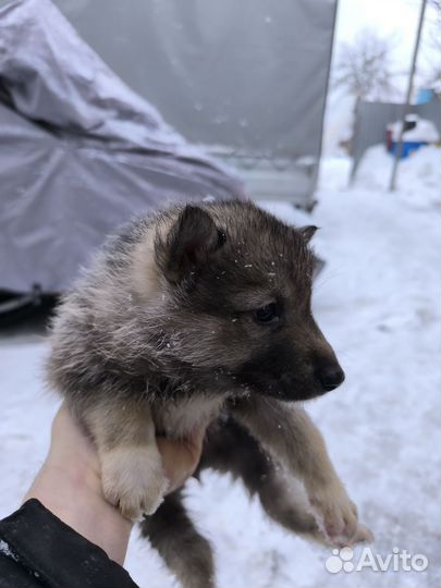 Щенки западно сибирской лайки