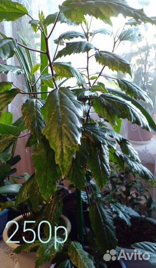 Комнатные цветы