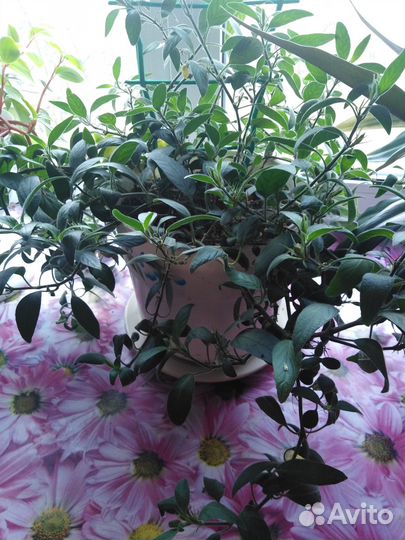 Комнатные цветы