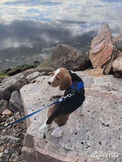 Щенок Бигль мальчик