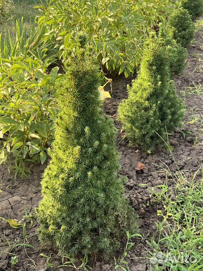 Ель канадская коника