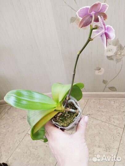 Phalaenopsis sogo relex