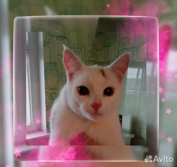 Домашние животные кошки