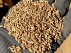 Пшеница 2022 оптом и в розницу объявление продам