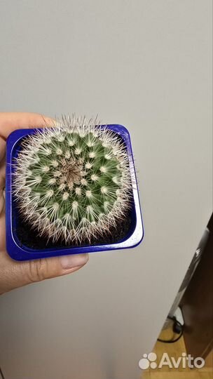 Кактус маммиллярия, цветущий