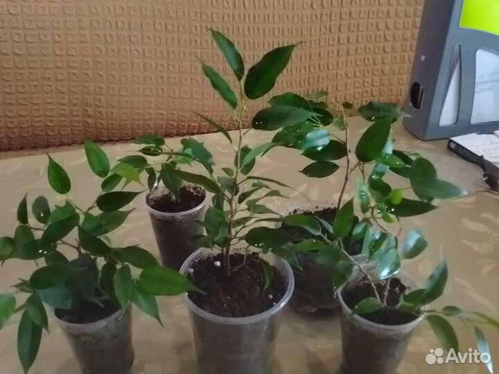 Фикус бенджамина