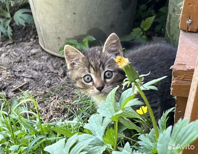Котик ищет дом