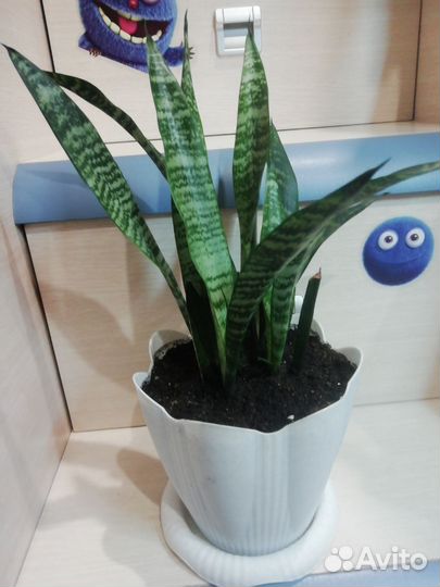 Сансевиерия