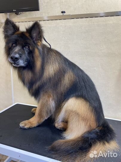 Стрижка/груминг собак от Yumi&Co