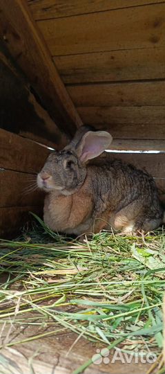 Кролики породы фландр