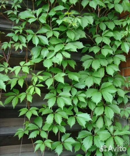 Цветы садовые, саженцы