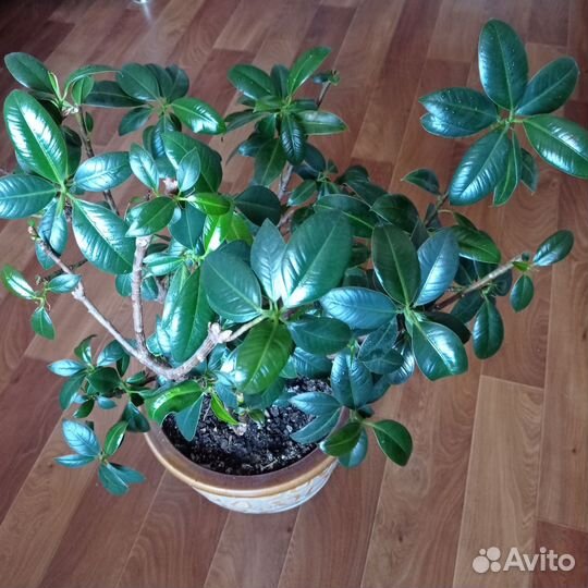 Фикус эластика