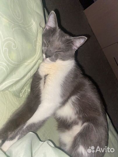 Кот