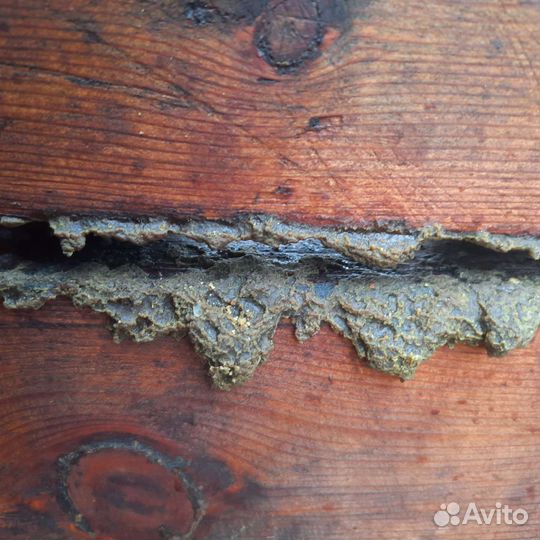 Продам прополис