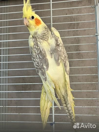 Попугай нимфа-корелла