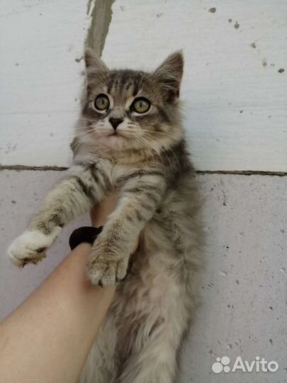 Котята девочки в добрые руки