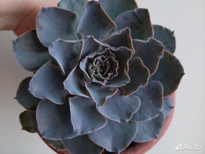 Каменный цветок Эхеверия