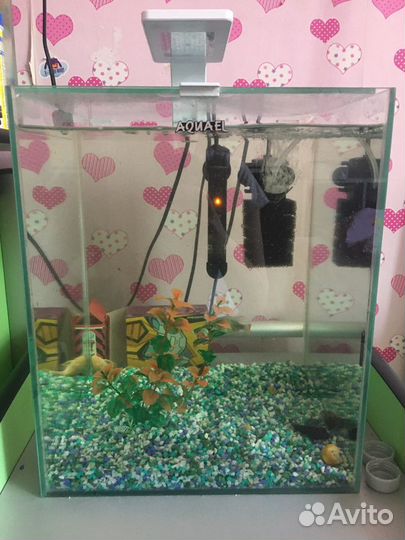 Чистка. Обслуживание. Запуск. Перезапуск. Аквариум