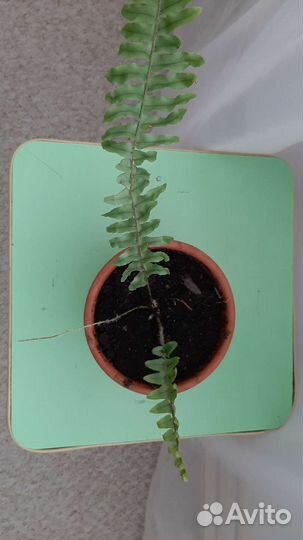 Папоротник