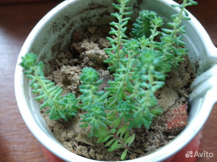 Суккуленты