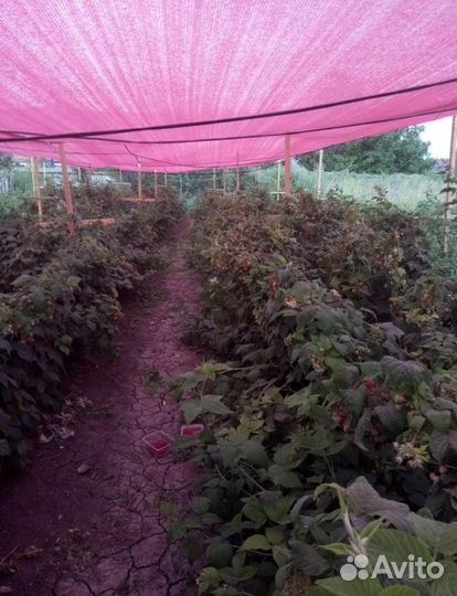 Саженцы малины