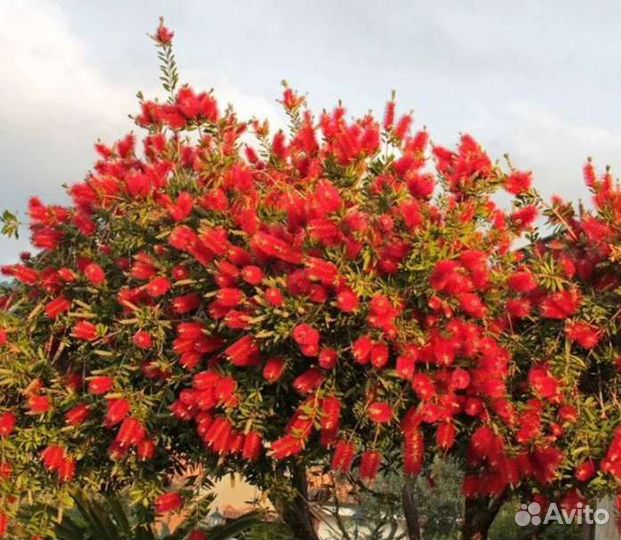 Калистемон