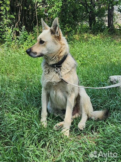 Славный Мухтар