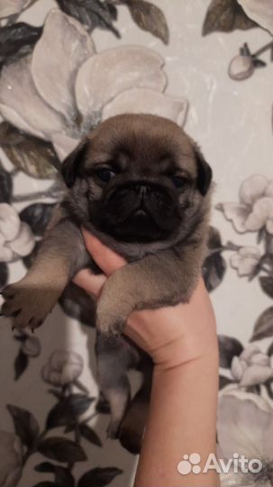 Щенки мопса