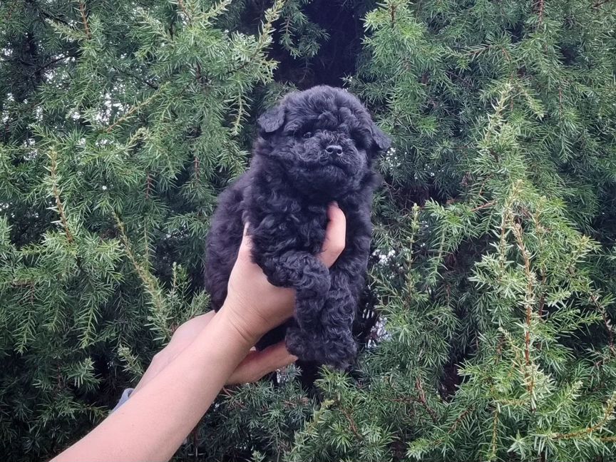 Мальчик maltipoo F1 mini