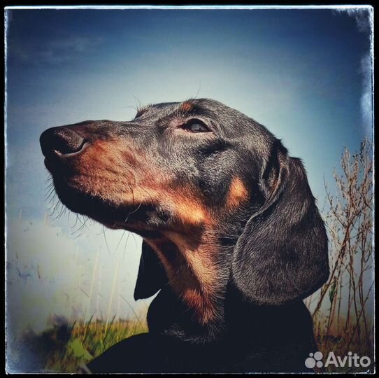 Такса для вязки