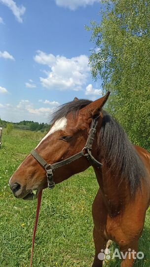 Кобыла 3 года