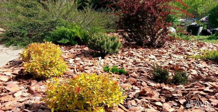 Мульча кора