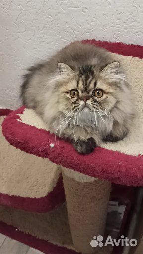Персидский котик