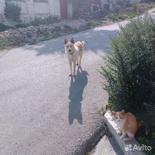 Собака размером с овчарку