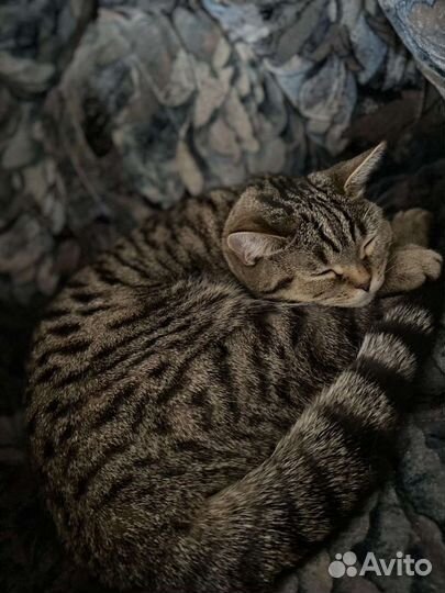 Подросток - девочка 7 месяцев