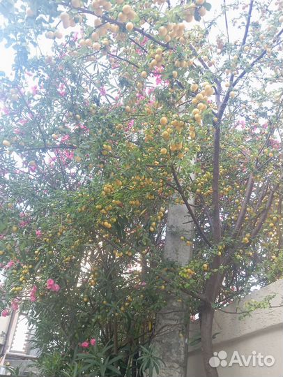 Алыча ягоды